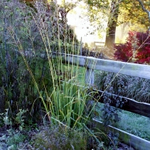 Molinia litorialis 'Windspiel’ 