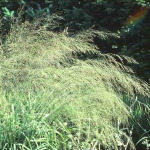 Molinia litorialis 'Transparent'