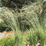 Molinia litorialis 'Windspiel’ 