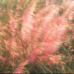 Muhlenbergia capillaris 