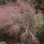 Panicum amarum 'Dewey Blue'