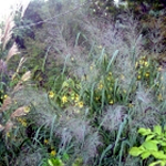 Panicum virgatum 'Dallas Blues'