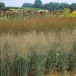 Panicum virgatum 'Heavy Metal'