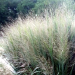 Panicum virgatum 'Northwind'