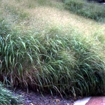 Panicum virgatum 'Rehbraun’ 