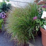 Panicum virgatum 'Shenandoah'