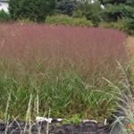 Panicum virgatum 'Squaw' 