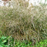 Panicum virgatum 'Warrior'