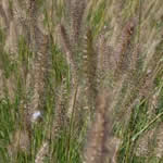 Pennisetum alopecuroides 'Fox Trot' (syn. Japonicum)