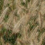 Pennisetum alopecuroides 'Weserbergland’