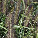Pennisetum alopecuroides 'Moudry’
