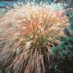 Pennisetum alopecuroides