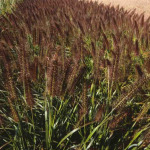 Pennisetum alopecuroides 'National Arboretum’ 