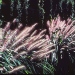 Pennisetum alopecuroides 'National Arboretum’ 