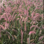 Pennisetum orientale 'Karley Rose'