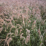 Pennisetum orientale 'Shogun'