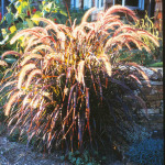 Pennisetum setaceum Rubrum’ 