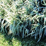 Phalaris arundinacea 'Picta'