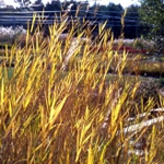 Phragmites variegatus 