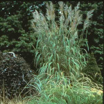 Saccharum ravennae 