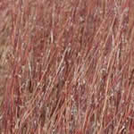 Schizachyrium scoparius 'Blue Heaven'