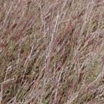Schizachyrium scoparius 'The Blues'