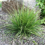 Sesleria autumnalis 