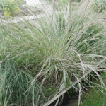 Sorghastrum nutans 