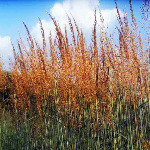 Sorghastrum nutans 'Sioux Blue'