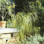 Spartina pectinata 'Aureomarginata’ 