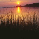 Spartina alterniflora 
