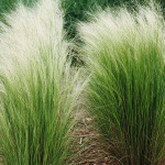 Stipa tenuissima 