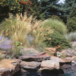 Stipa gigantea 