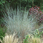 Schizachyrium scoparius 