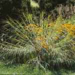 Themeda triandra 'Japonica' 