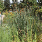 Typha latifolia
