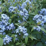Amsonia tabernaemontana var. salicifolia