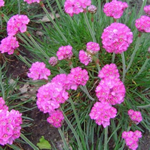 Armeria maritima 'Splendens'