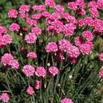 Armeria maritima 'Vindictive'