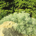 Artemisia borissii