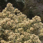 Baccharis halimifolius
