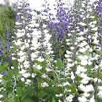 Baptisia alba