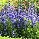 Baptisia australis