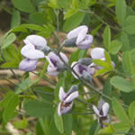 Baptisia x. 'Purple Smoke'