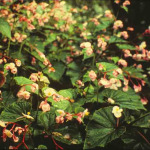 Begonia grandis (B. evansiana)