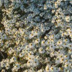 Boltinia asteroides 'Snowbank'