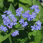 Brunnera macrophylla