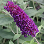 Buddleia 'Black Knight'