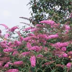 Buddleia ‘Pink Delight’