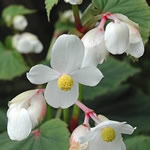 Begonia 'Alba